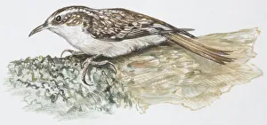Zoology: Birds, Common Treecreeper, (Certhia familiaris), illustration Zoology: Birds, Common Treecreeper, (Certhia familiaris), illustration