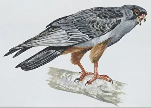 Zoology: Birds, Crested Lark, (Galerida cristata), illustration Zoology: Birds, Crested Lark, (Galerida cristata), illustration