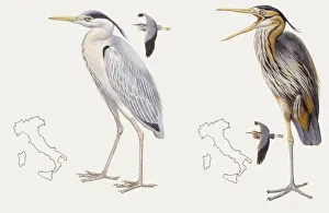 Zoology: Birds, Grey heron (Ardea cinerea) and Purple heron (Ardea purpurea), illustration Zoology: Birds, Grey heron (Ardea cinerea) and Purple heron (Ardea purpurea), illustration