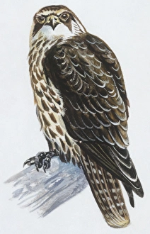 Zoology: Birds, Lanner Falcon (Falco biarmicus), illustration Zoology: Birds, Lanner Falcon (Falco biarmicus), illustration