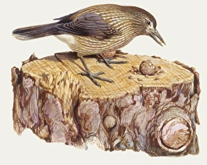 Zoology: Birds, Spotted Nutcracker, (Nucifraga caryocatactes), illustration Zoology: Birds, Spotted Nutcracker, (Nucifraga caryocatactes), illustration