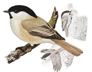 Zoology: Birds, Willow Tit (Poecile montanus), illustration