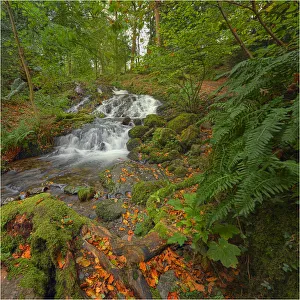 Adelaide Hill in the Lake district is typical of the forests of England Adelaide Hill in the Lake district is typical of the forests of England