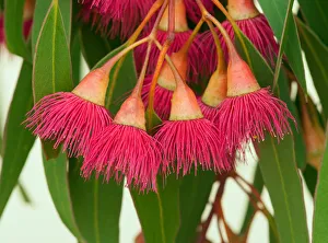 Amazing flora -flowering gum tree in Australia Amazing flora -flowering gum tree in Australia