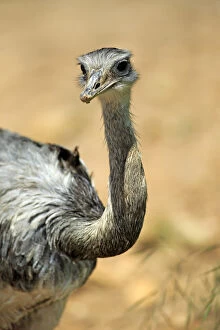 Images Dated 26th October 2013: American rhea