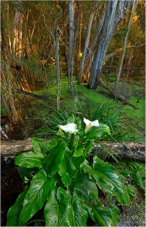 Arrum Lillies, King Island, Bass Strait, Tasmania Arrum Lillies, King Island, Bass Strait, Tasmania