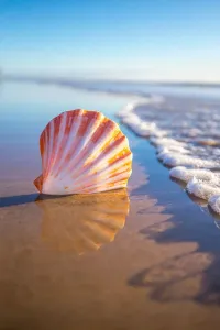 Focussed Shell Beach Mornings Print