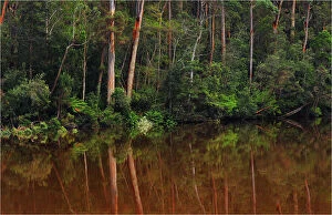 Arthur River reflections, West coast of Tasmania