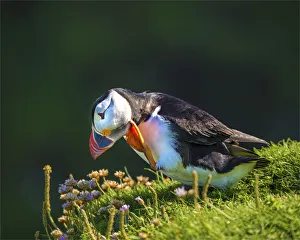 Atlantic Puffin (Fratercula arctica) Shetland Islands, Scotland, United Kingdom Atlantic Puffin (Fratercula arctica) Shetland Islands, Scotland, United Kingdom