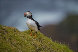 Atlantic puffins, Shetland Islands, Scotland Atlantic puffins, Shetland Islands, Scotland