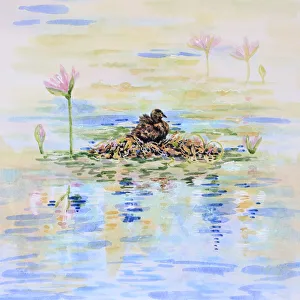 Australasian Grebe Water Bird Nesting in Lily Pond Watercolor Painting Australasian Grebe Water Bird Nesting in Lily Pond Watercolor Painting