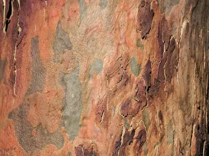 Australia, New South Wales, Blue Mountains, Smooth-barked apple tree (Angophora costata Australia, New South Wales, Blue Mountains, Smooth-barked apple tree (Angophora costata
