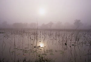 Images Dated 24th January 2007: Australia, Northern Territory, fog over lotus lilies in pond