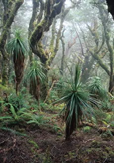 Australia, Tasmania, alpine rainforest near Mt. Anne Australia, Tasmania, alpine rainforest near Mt. Anne