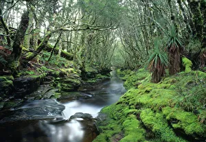 Australia, Tasmania, Central Highlands, stream in rainforest Australia, Tasmania, Central Highlands, stream in rainforest