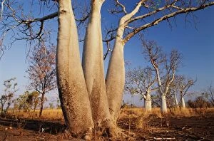 Australia, Western Australia, The Kimberleys, boab trees