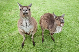 Images Dated 11th June 2007: Australian, Australia, native, creature, animal, nature, kangaroo, grass, green