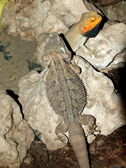 Australian Bearded Dragons (Pogona vitticeps) Australian Bearded Dragons (Pogona vitticeps)