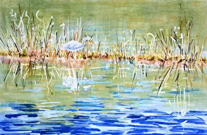 Australian Egret Stalking in a Muddy Marsh Mixed Media Painting Australian Egret Stalking in a Muddy Marsh Mixed Media Painting