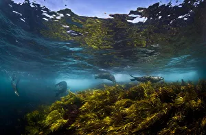 Australian fur seals playing in the sea grass Australian fur seals playing in the sea grass