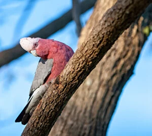 Images Dated 23rd August 2008: Australian galahs