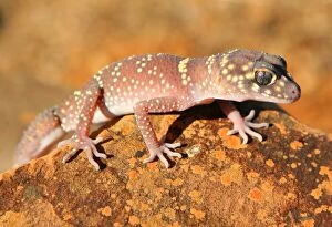 Images Dated 1st October 2007: Australian Gecko lizard. South Australia