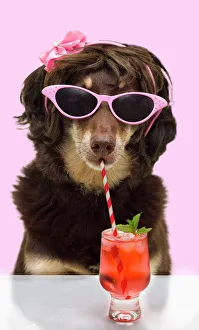 Australian kelpie wearing glasses and drinking a cocktail Australian kelpie wearing glasses and drinking a cocktail