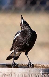 Images Dated 23rd August 2008: Australian magpie