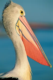 Australian Pelican (Pelecanus conspicillatus) Australian Pelican (Pelecanus conspicillatus)