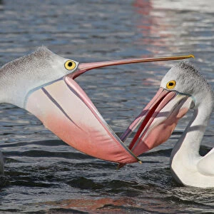 Images Dated 18th July 2011: Australian pelicans