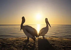 Australian Pelicans (Pelecanus conspicillatus) on coast, sunrise Australian Pelicans (Pelecanus conspicillatus) on coast, sunrise