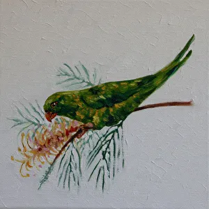 Australian Scaly-breasted Lorikeet Trichoglossus chlorolepidotus Feeding on Grevillea Flower Oil Painting Australian Scaly-breasted Lorikeet Trichoglossus chlorolepidotus Feeding on Grevillea Flower Oil Painting