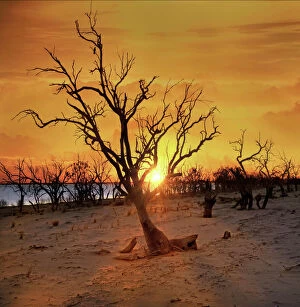 Dead Collection: Australian sunset