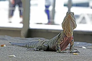 Australian Water Dragon in Brisbanes Central Business District Australian Water Dragon in Brisbanes Central Business District