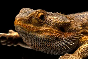 Australian Water Dragon Close Up Australian Water Dragon Close Up