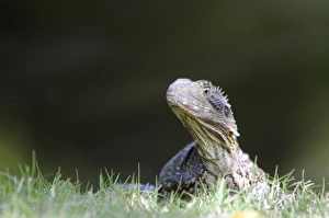 Australian water dragon (Physignathus lesueurii), Australia Australian water dragon (Physignathus lesueurii), Australia