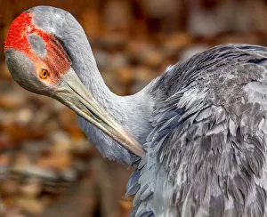 Australians Iconic Brolga Crane Australians Iconic Brolga Crane