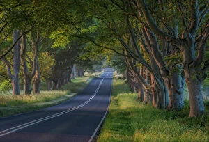 Images Dated 13th July 2013: Avenue of Beech Trees