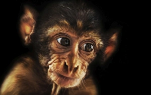 Baby Barbary Macaque (Macaca sylvanus) Baby Barbary Macaque (Macaca sylvanus)