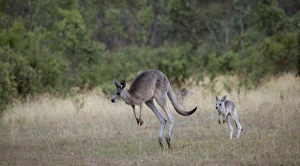 Baby kangaroo following its mother in Jindabyne, New South Wales, Australia Baby kangaroo following its mother in Jindabyne, New South Wales, Australia