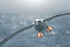 Backlit Northern Royal Albatross (Diomedea sanfordi) flying with outstretched feet Backlit Northern Royal Albatross (Diomedea sanfordi) flying with outstretched feet