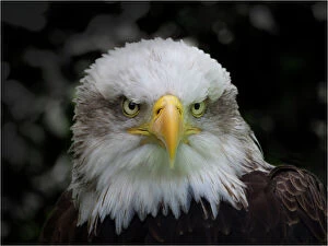 Bird Of Prey Gallery: Bald Eagle portrait