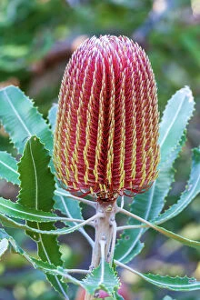 Perth Collection: Banksia flower, Western Australia, Australia
