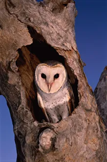 BARN OWL (TYTO ALBA) IN TREE NEST, WESTERN AUSTRALIA BARN OWL (TYTO ALBA) IN TREE NEST, WESTERN AUSTRALIA
