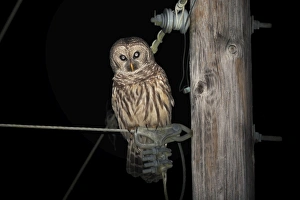 Barred Owl (Strix varia) perched on telegraph pole Barred Owl (Strix varia) perched on telegraph pole