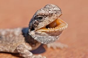 Focus On Foreground Gallery: Bearded dragon lizard