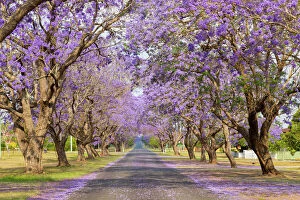 Botanical Prints: Beautiful Purple jacaranda Tree lined street