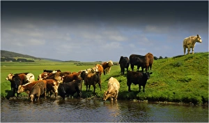 Beef cattle drinking from a dam on a lush grassland property, Darling Ranges, Flinders Island Tasmania Beef cattle drinking from a dam on a lush grassland property, Darling Ranges, Flinders Island Tasmania