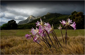 Belladonna Lillies flowering in a field with mount Strzelecki in the Background. Flinders Island, Tasmania Belladonna Lillies flowering in a field with mount Strzelecki in the Background. Flinders Island, Tasmania