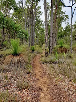 Bibbulmun Track walk Mt. Cooke Bibbulmun Track walk Mt. Cooke